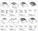 Engine Shroud Chart