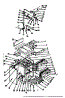 Body Section