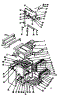 Body Section